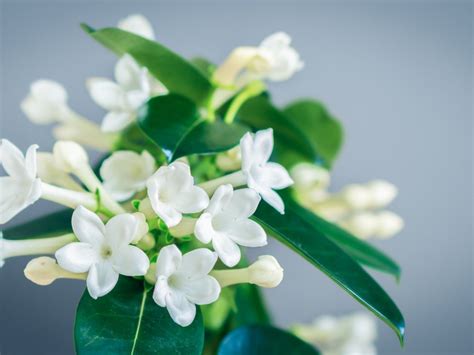 stephanotis vine care.